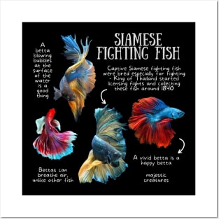 Animal Facts - Siamese Fighting Fish Posters and Art